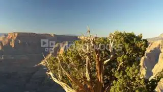 LARGE CROW LANDING ON DEAD TREE BRANCH RGGACIVBX