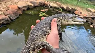 CROCODILE FACTS AND INFO (RUFIO the MORELET'S CROCODILE)