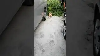 Vegetarian beagle