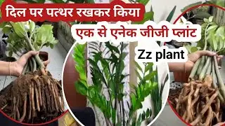 Zz Plant Propagation With Multiplication Method |How To Divide Zz Plant