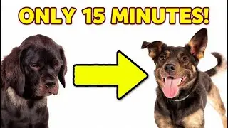 Vet-Approved Daily Routine Every Pet Owner Should Follow | Your Pet Is Bored &mdash; Fix It Daily Routine.