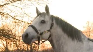 General, étalon PA stationné au Haras du Grand Courgon (49) - 2015