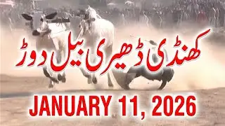 Aaj Ka Bara Muqabla 🐂 Big Bull Race Today 11 Jan 2026 #bullrace2026 