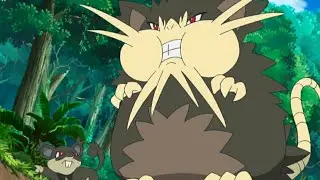 Alola Rattata and Alola Raticate Pokemon all Attacks      #pokemon #alola #rattata #alola #raticate