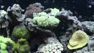 75 Gal Reef Tank Build Video 28
