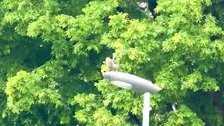 Why do birds sing so loud in the morning!
