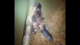 Beaver removal from farmers pond, N-Vision Halo LR, 6.8 SPC, Hornady 110 grain VMAX
