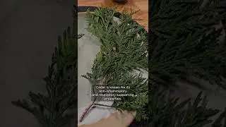 Cedar & Juniper: Two Powerful Plant Allies #indigenousplants #foraging #indigenousknowledge