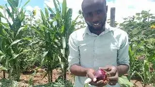 ONION FARMING! increase onions yields