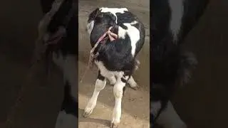 jai #cow mata #mata di #bachhiya 🐄🐄🚩🚩🚩🐄🐄🐄🙏🌹🌹🚩🚩🚩