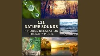 Celtic Harp Music: Sleep Aid