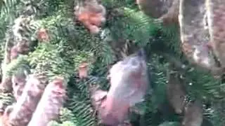Scottish Crossbill Loxia scotica European birds online guide