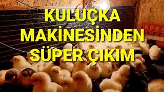 KULUÇKA MAKİNESİNDEN CİVCİV ÇIKIMI. #tavuk #chick #kuluçkamakinesi #civcivçıkımı #fatibopetshop