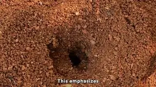 The Ways of the Ant Proverbs 6 verse 6