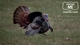 NO BLIND UP CLOSE ACTION | Maine Youth Turkey Hunt 2021