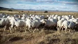 Merino Sheep Farming Andrew Jordaan & Sons