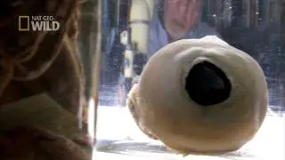 Hunt For The Giant Squid | National Geographic Wild UK