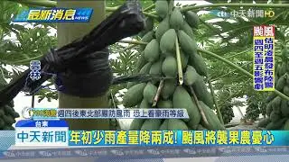 20190807中天新聞　防颱有一「套」！　花蓮柚農防風罩護柚