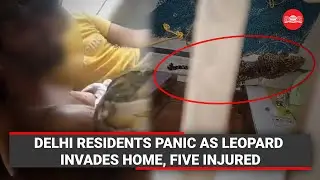 Delhi Residents Panic as Leopard Invades Home, Five&nbsp;Injured