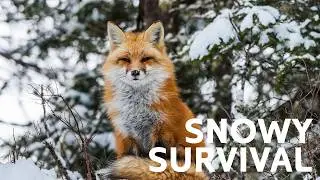 Christmas Wildlife: The Hidden Fight for Survival Under a Winter Wonderland