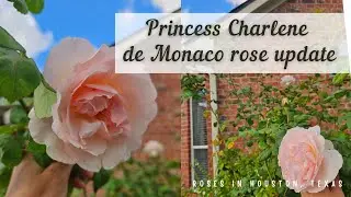 Princess Charlene de Monaco - October 2023 Update