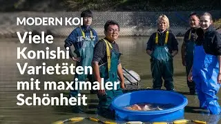 Die Top Nisai Ikeage des Naturteichs Tateishi | Modern Koi Blog #7045