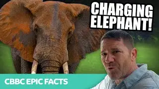 Run fast! A WILD elephant CHARGES at Steve! 😱🐘 | Deadly 60 | CBBC Epic Facts
