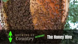 We Removed a Giant Wild Honey Bee Hive | Queen Found