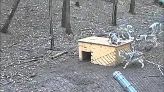 Young Mexican Gray Wolves at Play! (Watch this one on full screen)