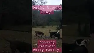 DAILY TRAINING TO MAKE SOMETHING GREATER AMERICAN BULLIES DONE RIGHT LIKEN BY SUBSCRIBING THANKS