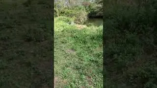 Big Ass Gator, Jones Grade, Falahatchee Strand