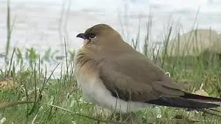 CANASTERA COM&Uacute;N Grulleros Abril 2019