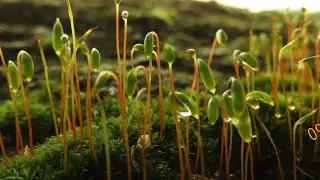 Capsules or sporangia from the moss  Bryum capilare  Greece by  Theo