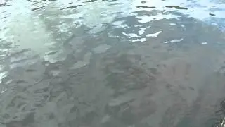 Sharks at Taiohae