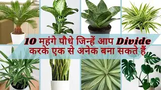 10 costly plants that you can propagate easily/10+ महंगे पौधे जिन्हें आप एक से अनेक बना सकते हैं