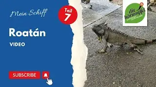 Roat&aacute;n auf der Mein Schiff 1: Iguanas, Mangroven, Schiffswrack & Karibikstrand