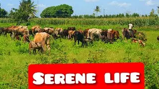 Typical African Village Life in Kenya/Exploring Life in a Traditional Kenyan Village