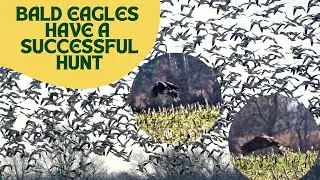 Three Bald Eagles Team Up to Catch a Snow Goose!