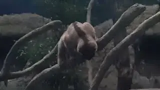Sunda Slow Loris | Night Safari Singapore (Pangolin Trail)