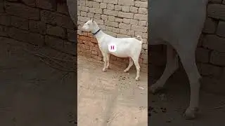 Beautifull Goat #goat #taddygoat #shortvideo #shortsvideo #shorts