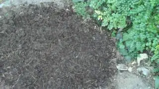composting horse manure