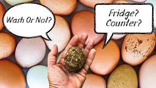 How to Handle Fresh Backyard Chicken Eggs