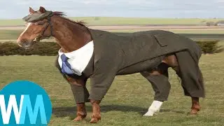 Top 5 horse