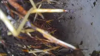 30 Hawk Tree Sewer Scope