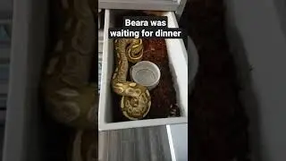 ⚠️Warning Live Feeding⚠️ Beara was ready to eat.  #shorts  #ballpython #reptiles #livefeeding