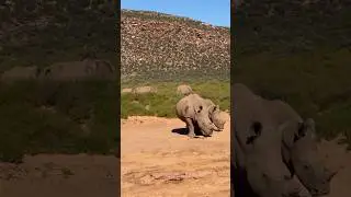 Aquila Safari Cape Town, South Africa 🇿🇦