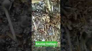 paddy straw mushroom || #mushroomfarming #mushroom