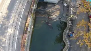 KB 117   Beo zoo vrt, nilski konj, 08sec, 1920x1080, 29 970fps