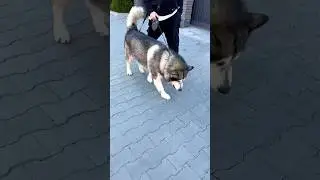 А Че Собака Без Намордника?