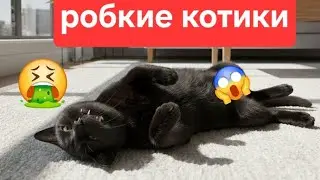 РОБКИЕ КОТИКИ:где взять смелость ответить